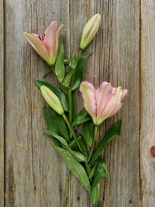 BRINDISI  PINK LA HYBRID LILY BLOOM